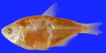 Media type: image; Ichthyology 20685